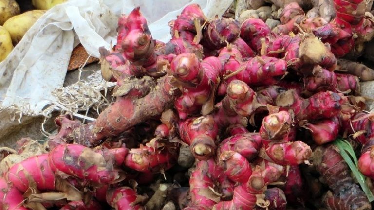 Beragam manfaat jahe merah yang dipercaya mampu lawan virus corona