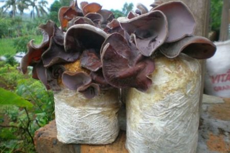 Beragam manfaat jamur kuping untuk kesehatan bisa untuk menurunkan berat badan