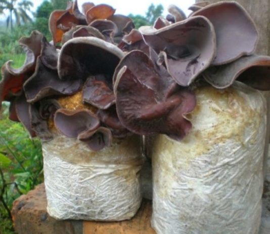 Beragam manfaat jamur kuping untuk kesehatan, bisa untuk menurunkan berat badan
