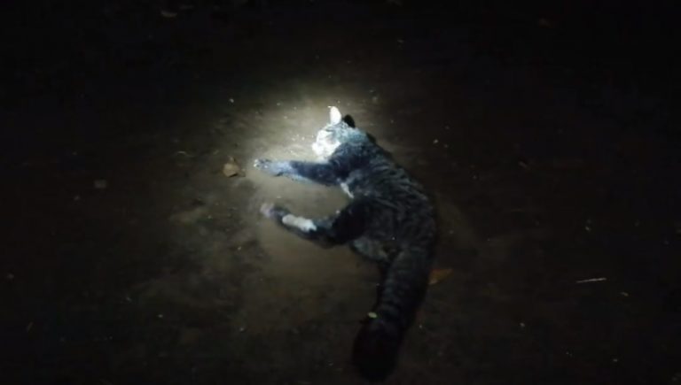 Diracun oleh oknum tak bertanggung jawab seekor kucing tewas mengenaskan